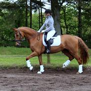 Dansk Varmblod Solhøj's Impala