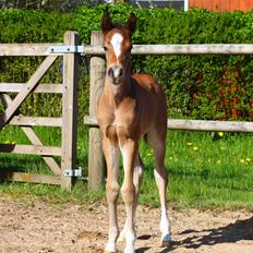 New Forest Calandias velocity