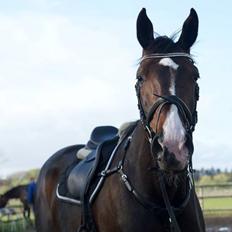 Hollandsk Varmblod Besita