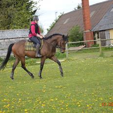 Fuldblod (XX) Nightstar xx