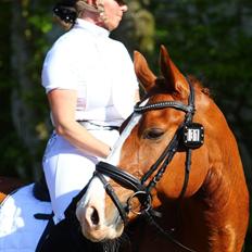 Dansk Varmblod Lindegaardens Zafir 