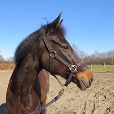 New Forest Hogenhof's Jeanetta