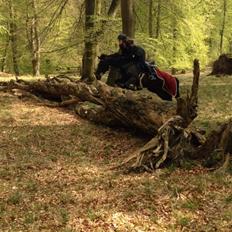 New Forest Hogenhof's Jeanetta