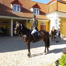 New Forest Hogenhof's Jeanetta