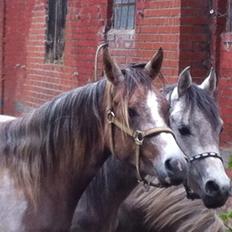 Arabisk fuldblod (OX) Jbs virginia ox