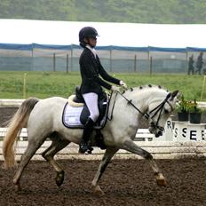 Anden særlig race CHEVAL B-pony