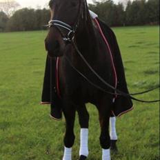 Anden særlig race Galgebakken's Samantha