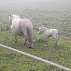 Anden særlig race Kildens Klara *mikrohest*