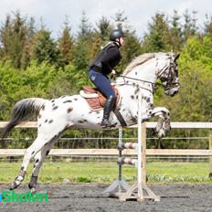 Knabstrupper Udgårds Danneskiold