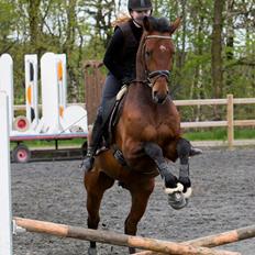 Dansk Varmblod Focus