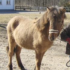 Islænder Olga fra Jespersgaarde