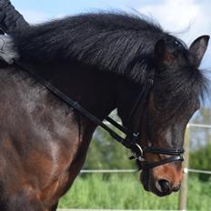 Anden særlig race Prins Ejgil