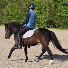 Anden særlig race Prins Ejgil