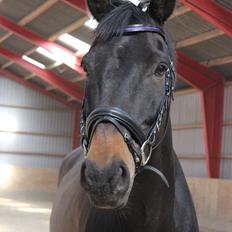 Trakehner Søndergårds Pegasus
