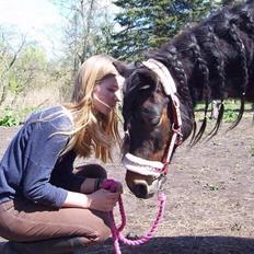 Dartmoor Filur Ronda