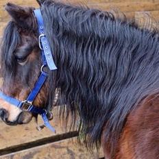 Dartmoor Filur Ronda