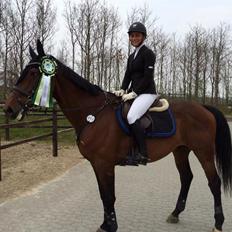 Dansk Varmblod FIGHTER