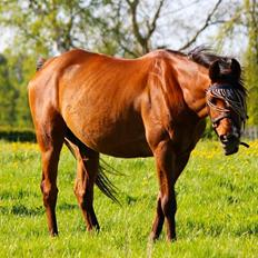 Arabisk fuldblod (OX) Nassim OX