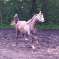 Arabisk fuldblod (OX) Jbs virginia ox