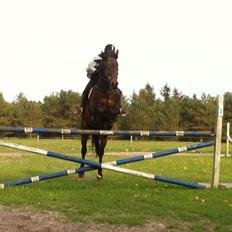 Hannoveraner Lennox 6