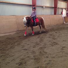 Haflinger Kim Van De Mini Hoeve