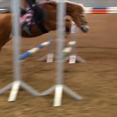 Haflinger Kim Van De Mini Hoeve