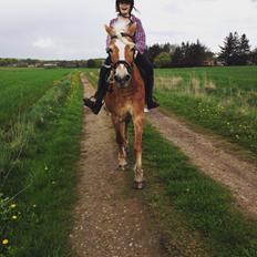 Haflinger Kim Van De Mini Hoeve