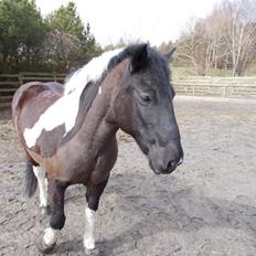 Irsk Sportspony Cavallo