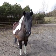 Irsk Sportspony Cavallo