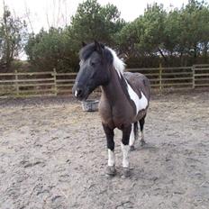 Irsk Sportspony Cavallo