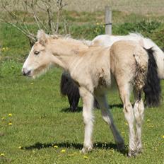 Irish Cob Hauge´s Dusty Cream