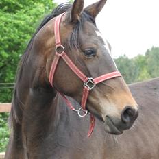 Anden særlig race Albæks Dusty