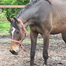 Anden særlig race Albæks Dusty