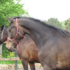 Anden særlig race Albæks Dusty