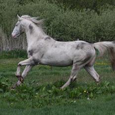 Palomino Mr. Blue Eyes