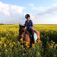 Anden særlig race Dücell