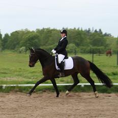 Dansk Varmblod Saigon