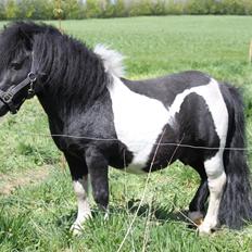 Shetlænder Heros Tranegilde 