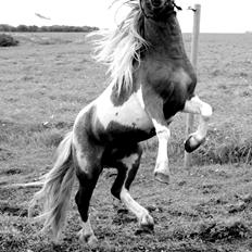 Shetlænder surprice