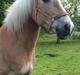 Tyroler Haflinger Mistery<3