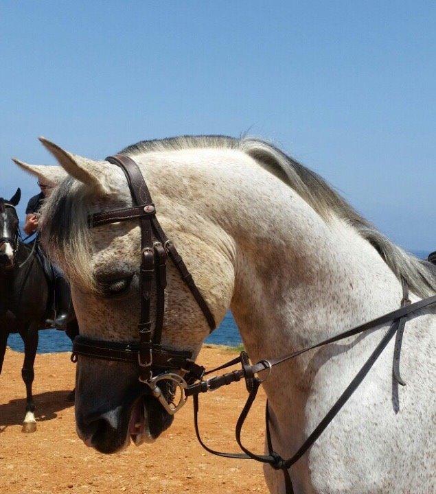 Arabisk fuldblod (OX) Wolantes Waheed billede 7