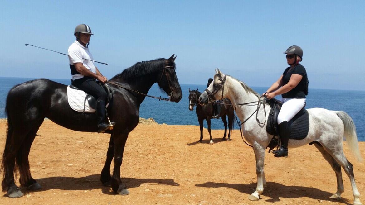 Arabisk fuldblod (OX) Wolantes Waheed billede 8