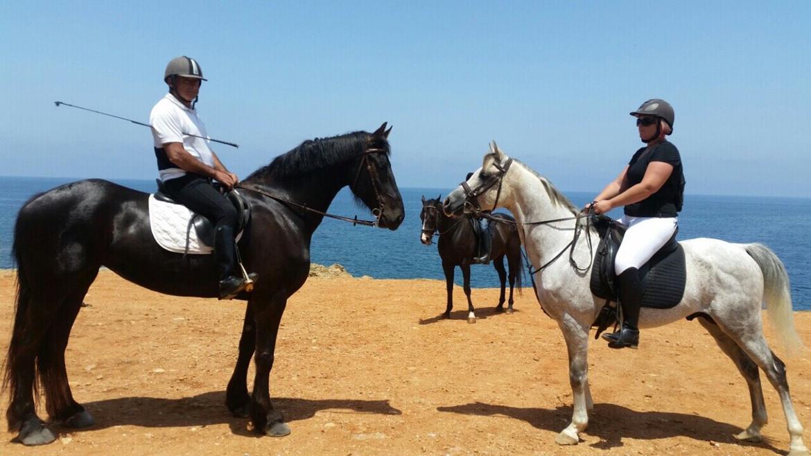 Arabisk fuldblod (OX) Wolantes Waheed billede 10