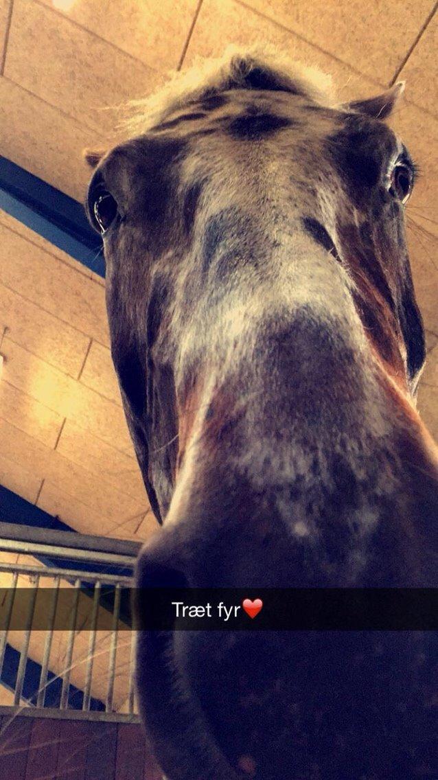 Knabstrupper Udgårds Danneskiold billede 11