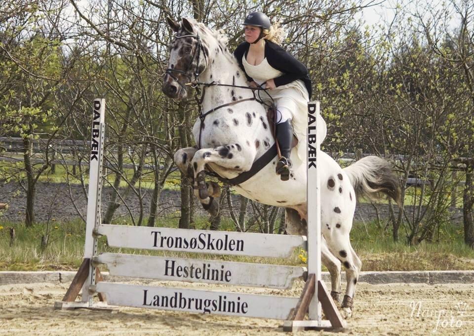 Knabstrupper Udgårds Danneskiold billede 10