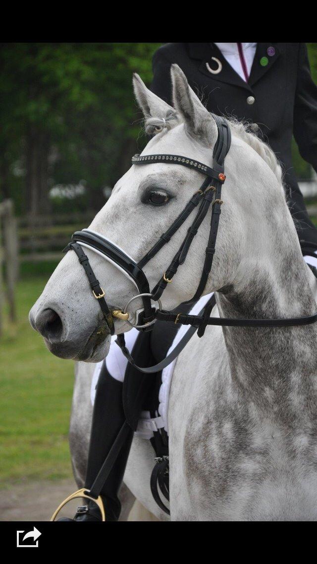 DSP Nørlunds Acord - stævne på spip taget af Camilla billede 10