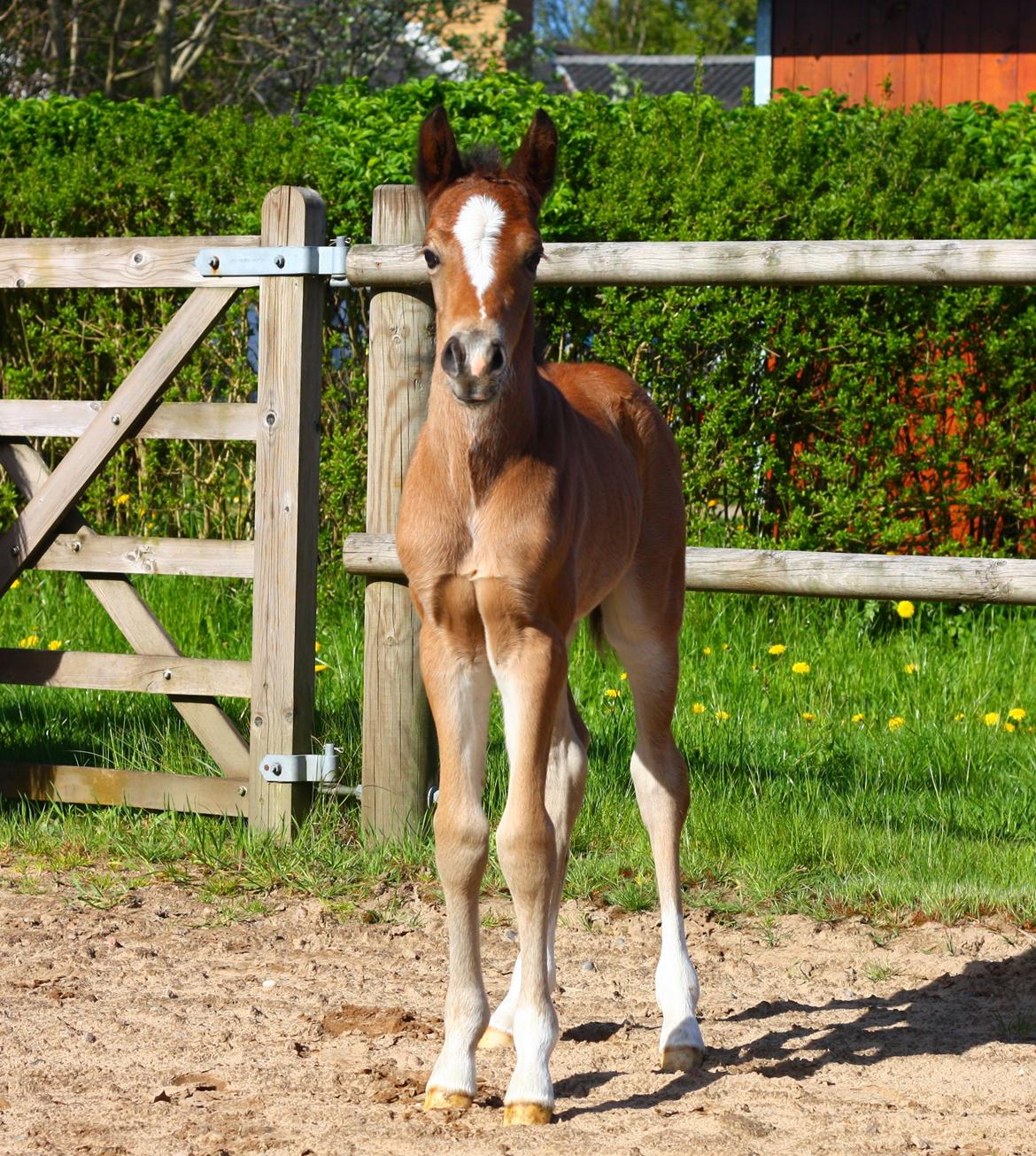 New Forest Calandias velocity billede 1