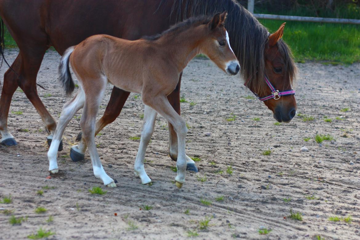 New Forest Calandias velocity billede 19