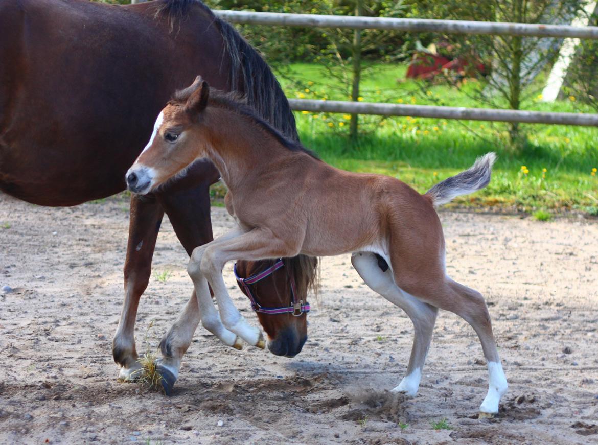 New Forest Calandias velocity billede 5