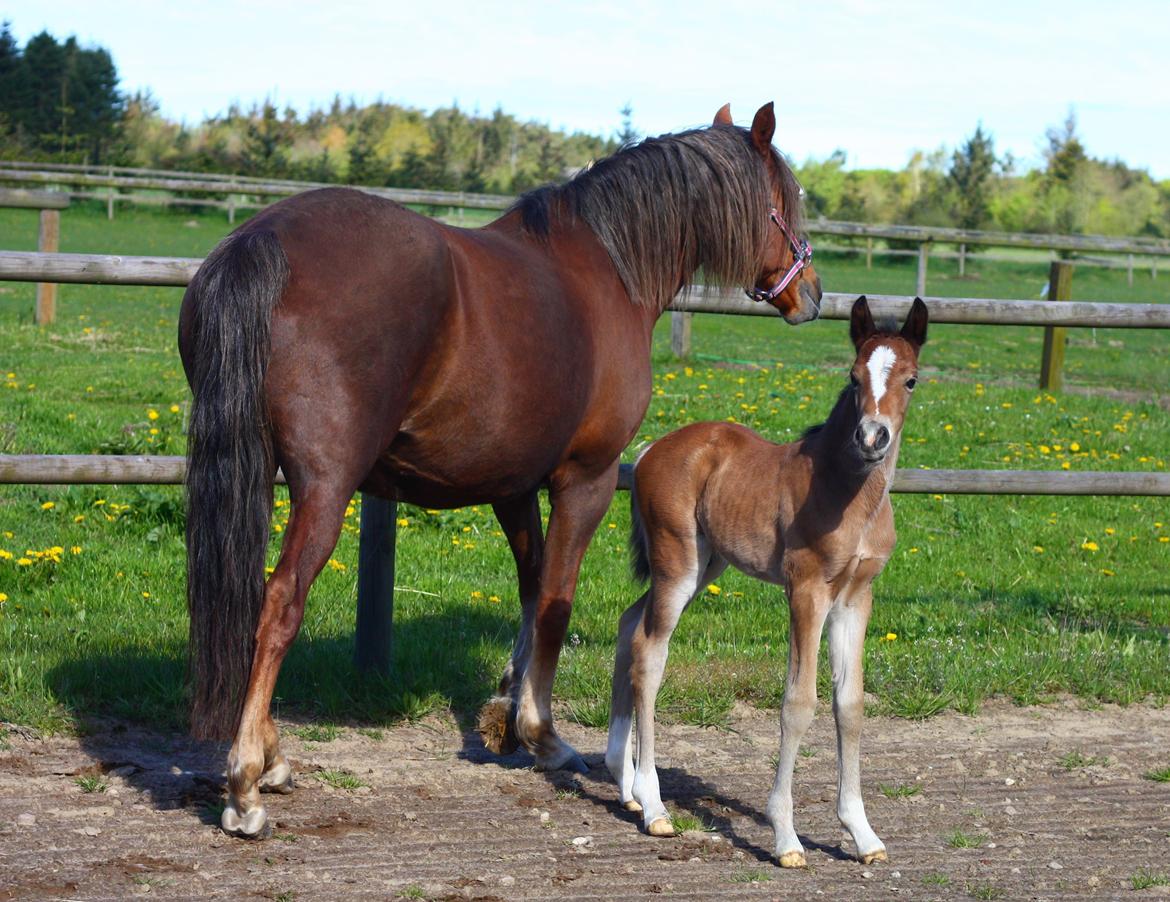 New Forest Calandias velocity billede 14